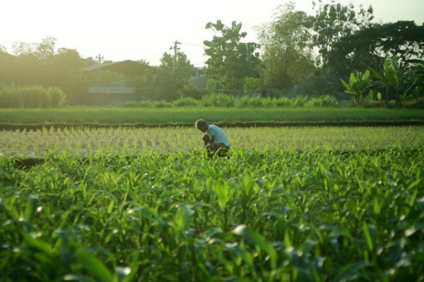 Surveys, Research, M&E, SME & Agriculture